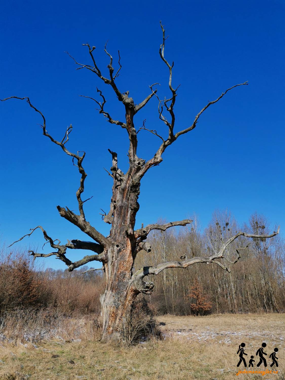 starý strom