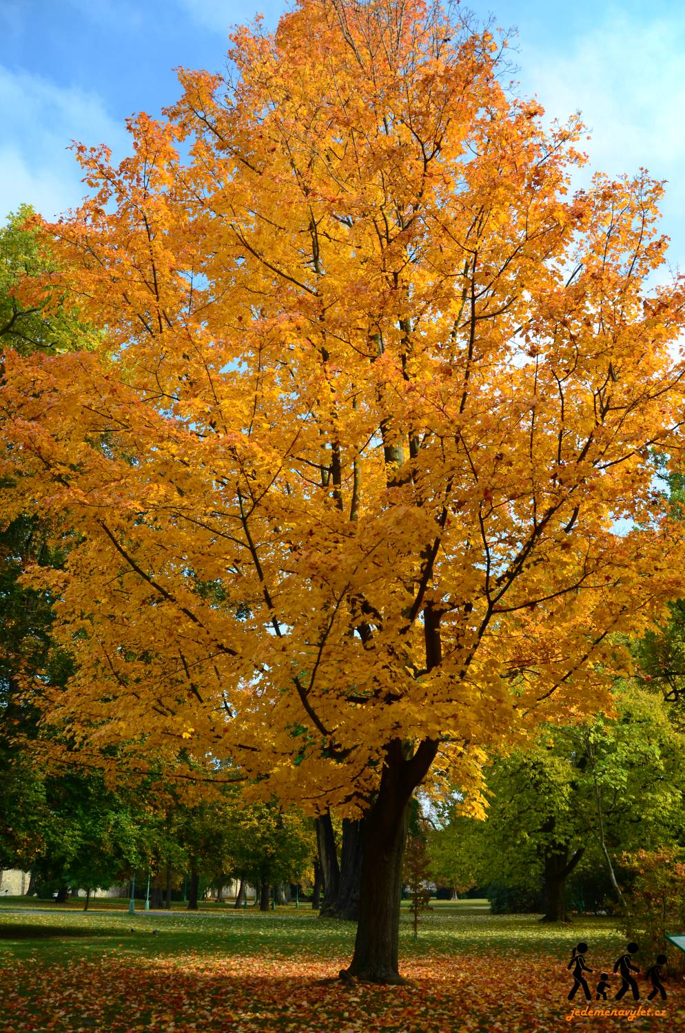 Královská zahrada Praha podzim strom
