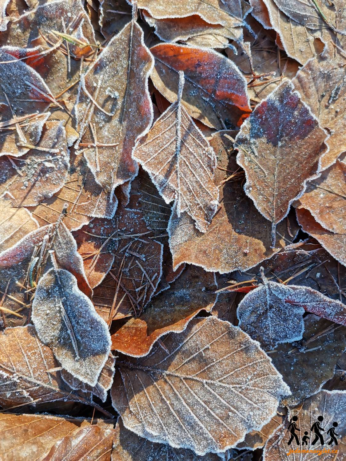 spadané listí v zimě