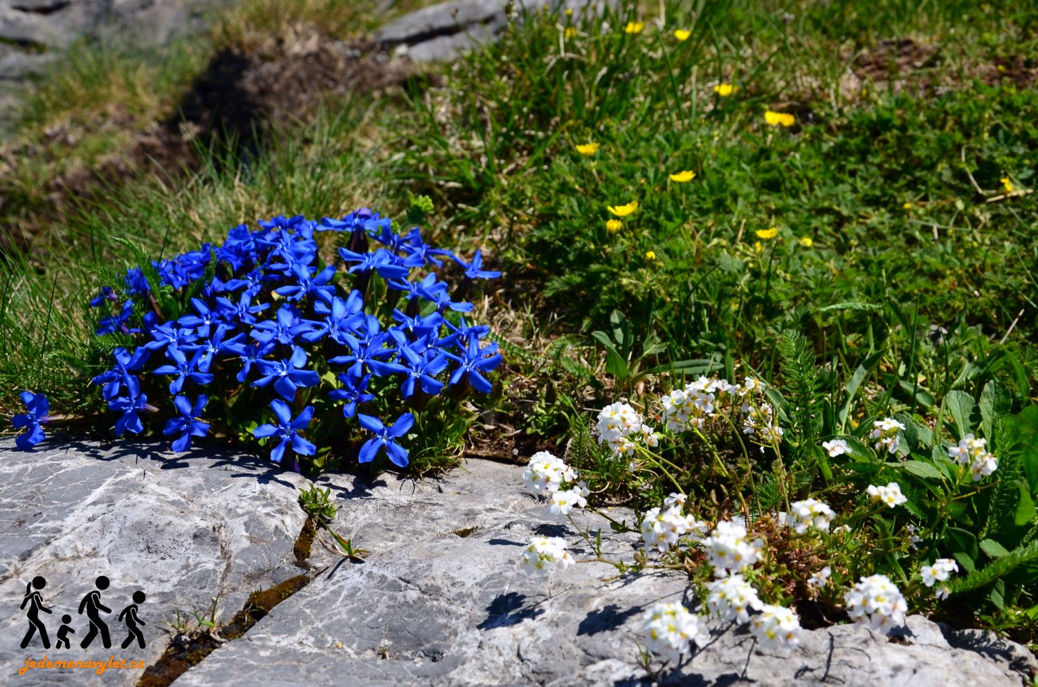 flora Malá Fatra