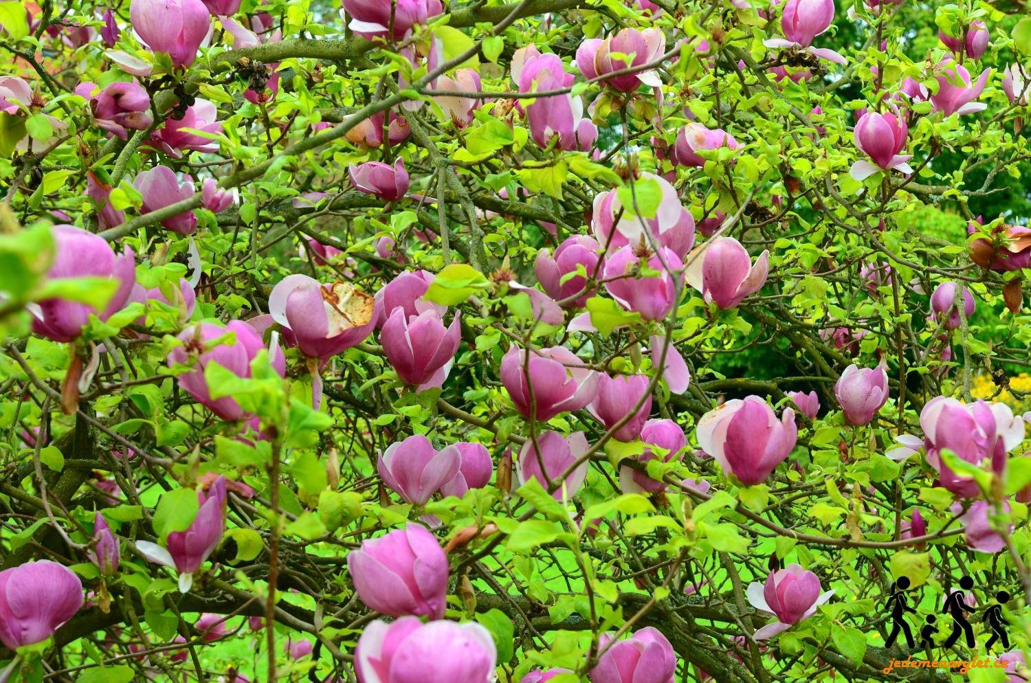 Rododendrony v Průhonicích