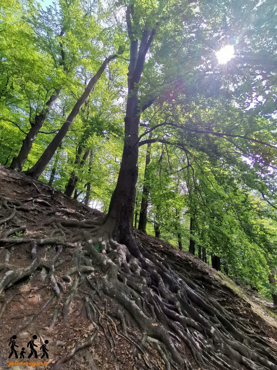 buky s kořenovým systémem na Hukvaldech