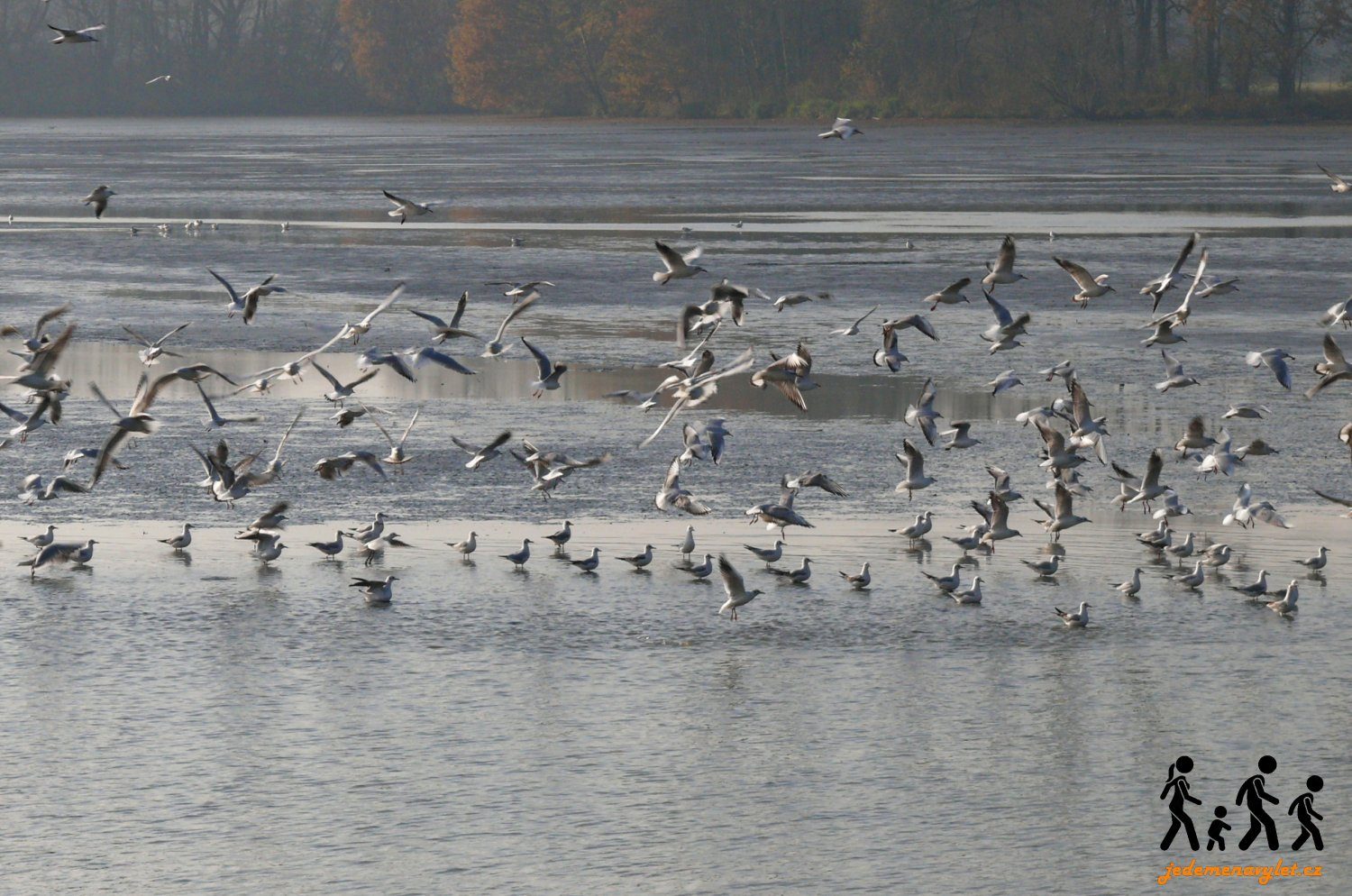 vodní ptáci na rybníku v Poodří