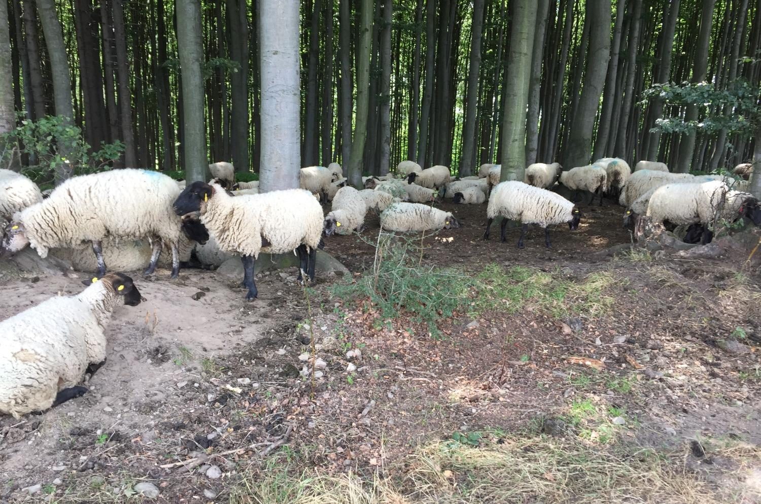 stádo ovcí v Bílých Karpatech
