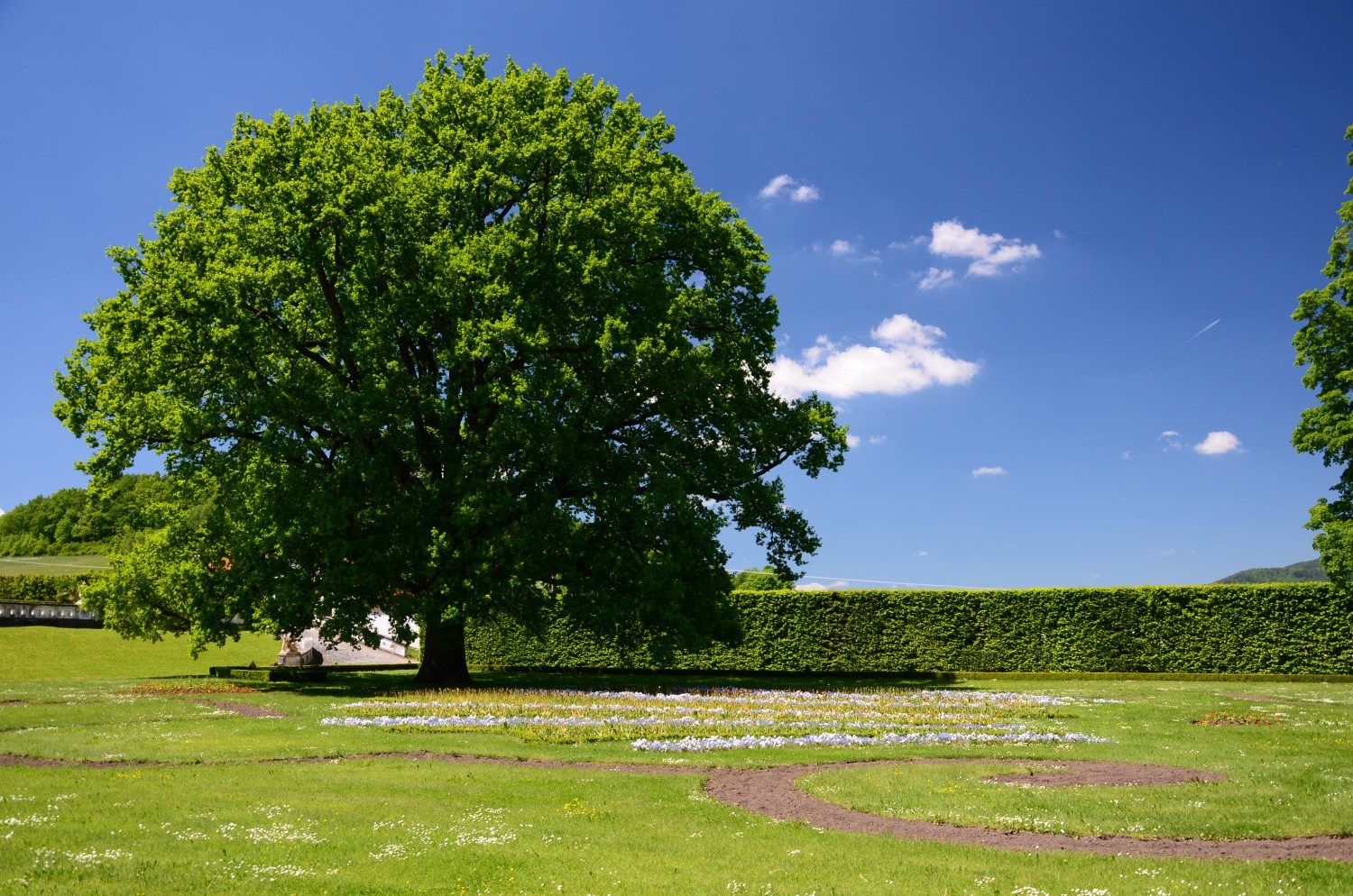 strom v Zámecké zahradě v Českém Krumlově