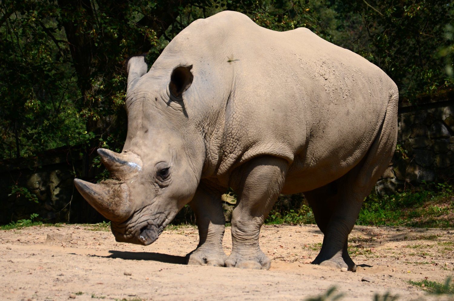 nosorožec v ZOO Lešná